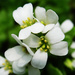 Arabis stelleri - Photo no rights reserved, uploaded by 葉子