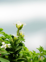 Arabis stelleri