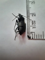 Carabus montivagus