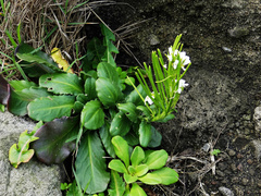 Arabis stelleri