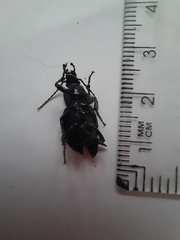 Carabus montivagus
