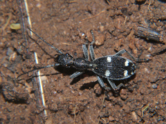 Eccoptoptera mutilloides