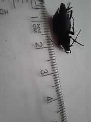 Carabus montivagus