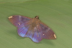 Hemeroblemma dolosina