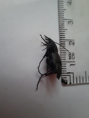Carabus montivagus