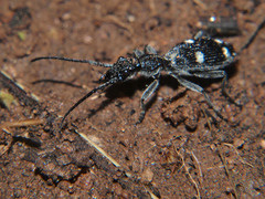 Eccoptoptera mutilloides