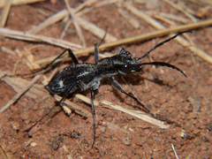 Dromica marshalli