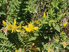 Hypericum mysurense
