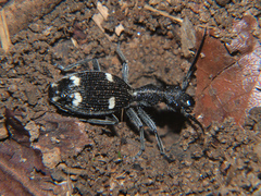 Eccoptoptera mutilloides
