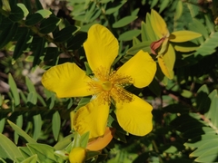 Hypericum mysurense