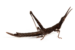 Vandiemenella viatica