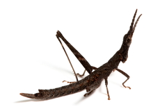 Vandiemenella viatica