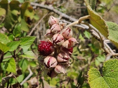 Rubus fairholmianus