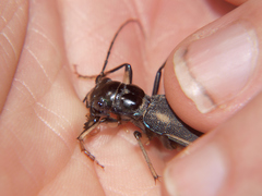 Megacephala asperata