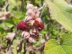 Rubus fairholmianus