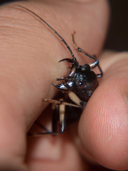 Megacephala asperata
