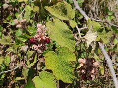 Rubus fairholmianus