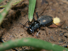 Megacephala asperata