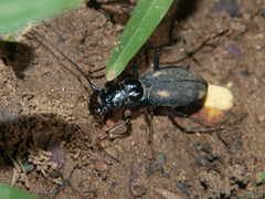 Megacephala asperata