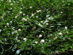 Cephalanthus tetrandra