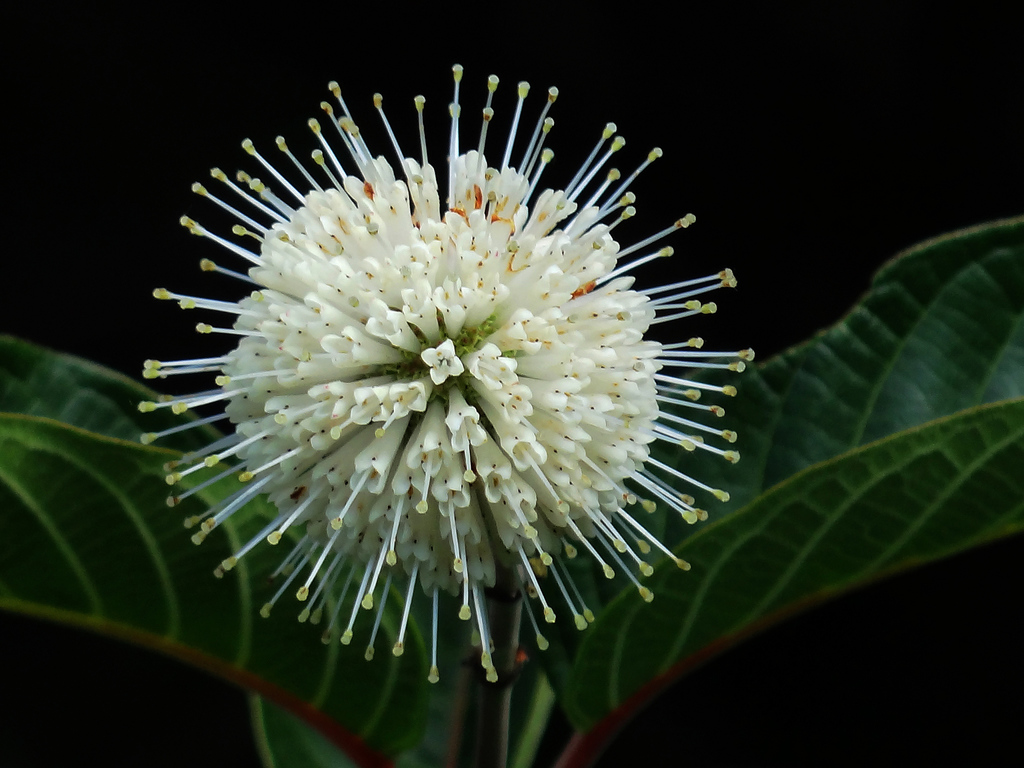 Cephalanthus tetrandrus