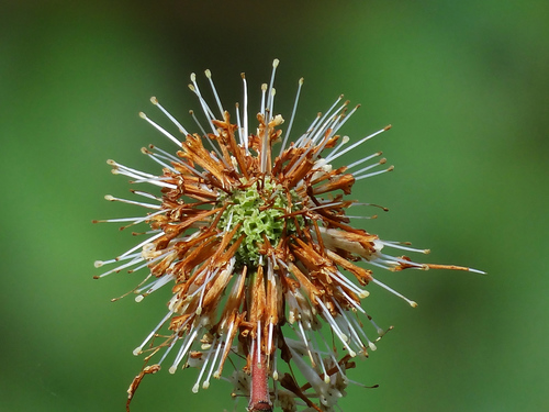 Image of Cephalanthus Tetrandrus (Cephalanthus tetrandrus) by no rights reserved