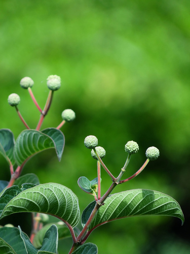 Cephalanthus tetrandrus
