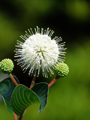 Image of Cephalanthus Tetrandrus (Cephalanthus tetrandrus) by no rights reserved