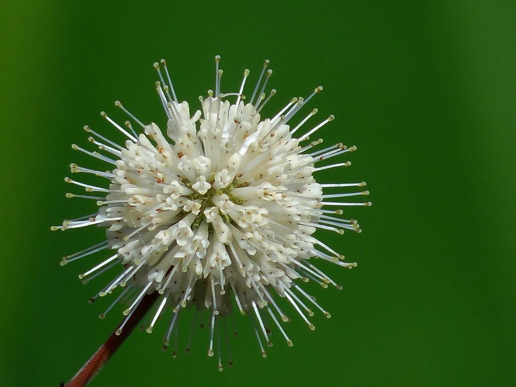 Cephalanthus tetrandrus, Taiwan