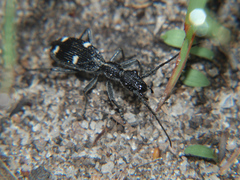 Eccoptoptera mutilloides
