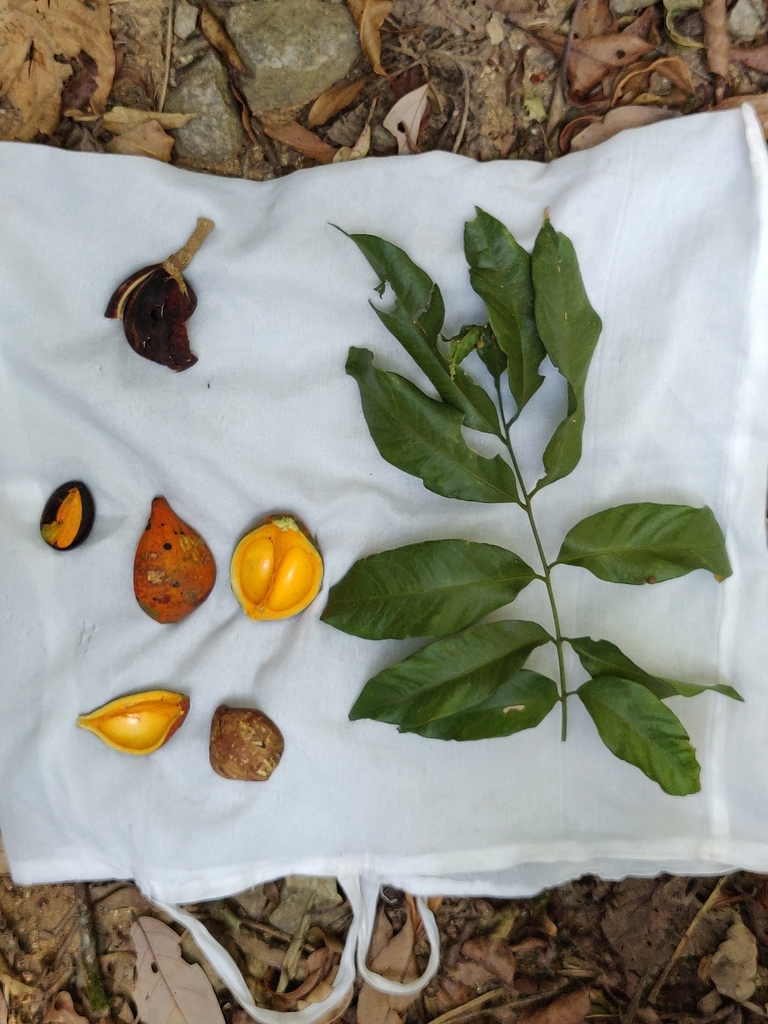 Dysoxylum ficiforme (Dysoxylum ficiforme)