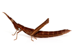 Vandiemenella viatica