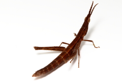 Vandiemenella viatica