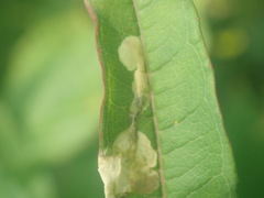 Mompha raschkiella
