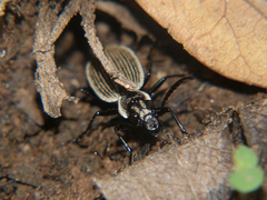 Graphipterus lineolatus