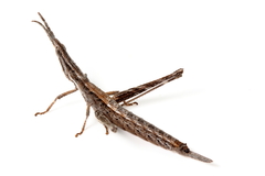 Vandiemenella viatica