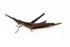 Vandiemenella viatica