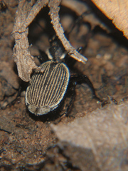 Graphipterus lineolatus