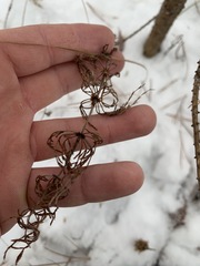 Equisetum sylvaticum