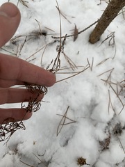 Equisetum sylvaticum