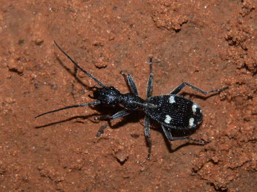 Eccoptoptera