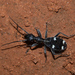 Eccoptoptera mutilloides - Photo (c) william van Niekerk, algunos derechos reservados (CC BY-NC), subido por william van Niekerk