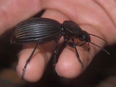 Tefflus zebulianus
