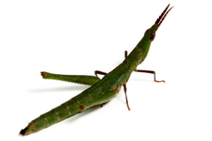 Vandiemenella viatica