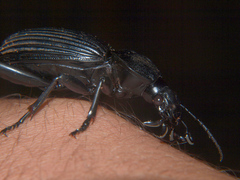 Tefflus zebulianus