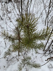 Pinus sylvestris