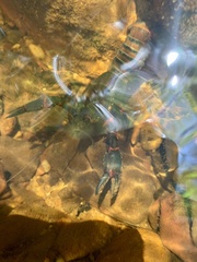 Euastacus