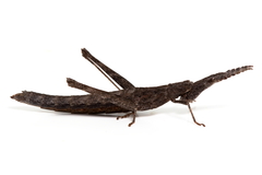 Vandiemenella viatica