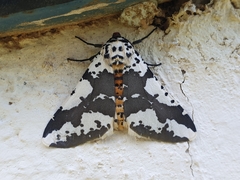 Rhodophthitus commaculata