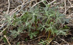 Aconitum fischeri